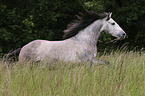 running Pura Raza Espanola