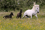 running Pura Raza Espanolas