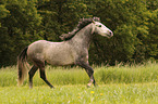 galloping Pura Raza Espanola