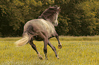 galloping Pura Raza Espanola
