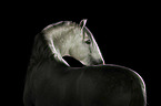 Pura Raza Espanola in front of black background