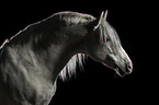 Pura Raza Espanola in front of black background