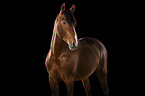 Pura Raza Espanola in front of black background