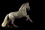 Pura Raza Espanola in front of black background