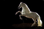Pura Raza Espanola in front of black background