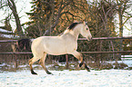 Pura Raza Espanola in the winter