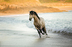 galloping Pura Raza Espanola