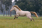 galloping Pura Raza Espanola