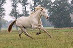 galloping Pura Raza Espanola