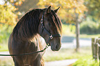 Pura Raza Espanola Portrait