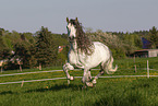 galloping Pura Raza Espanola