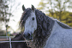 Pura Raza Espanola Portrait