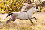different horses