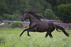 galloping Pura Raza Espanola