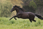 galloping Pura Raza Espanola