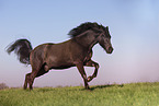 galloping Pura Raza Espanola