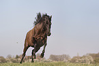 galloping Pura Raza Espanola