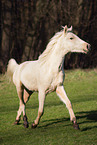 young Pura Raza Espanola mare
