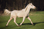 young Pura Raza Espanola mare