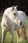 young Pura Raza Espanola mare