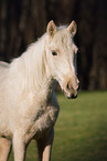 young Pura Raza Espanola mare