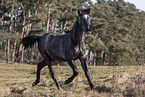 young Pura Raza Espanola mare