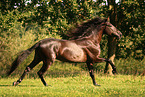 galloping Pura Raza Espanola