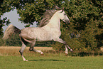 galloping Pura Raza Espanola