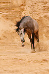 galloping Pura Raza Espanola
