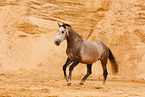 galloping Pura Raza Espanola