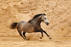 galloping Pura Raza Espanola