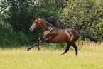 galloping Pura Raza Espanola