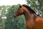 Pura Raza Espanola Portrait