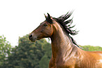Pura Raza Espanola Portrait