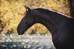 Pura Raza Espanola gelding