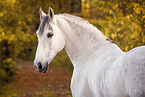 Pura Raza Espanola gelding