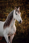 Pura Raza Espanola gelding