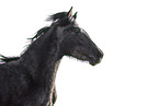 Pura Raza Espanola mare