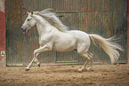 Pura Raza Espanola
