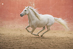 Pura Raza Espanola