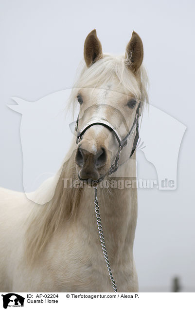 Quarab Horse / Quarab Horse / AP-02204