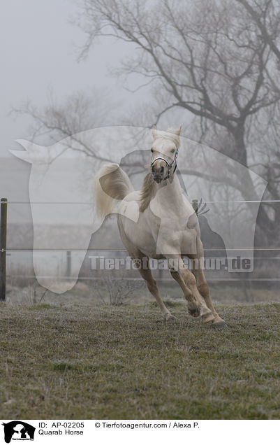 Quarab Horse / Quarab Horse / AP-02205