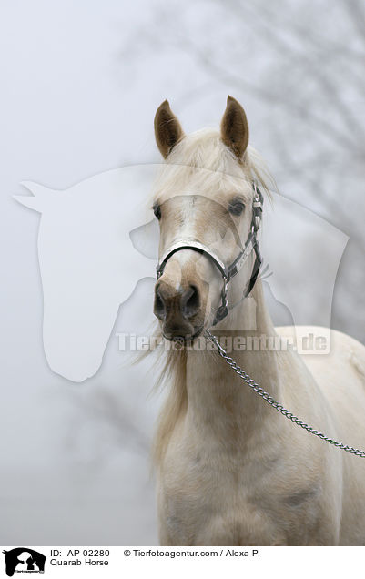 Quarab Horse / Quarab Horse / AP-02280