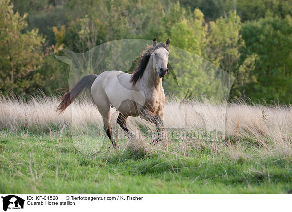Quarab Horse Hengst / Quarab Horse stallion / KF-01528