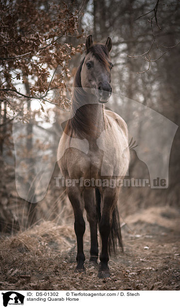 standing Quarab Horse / DS-01302