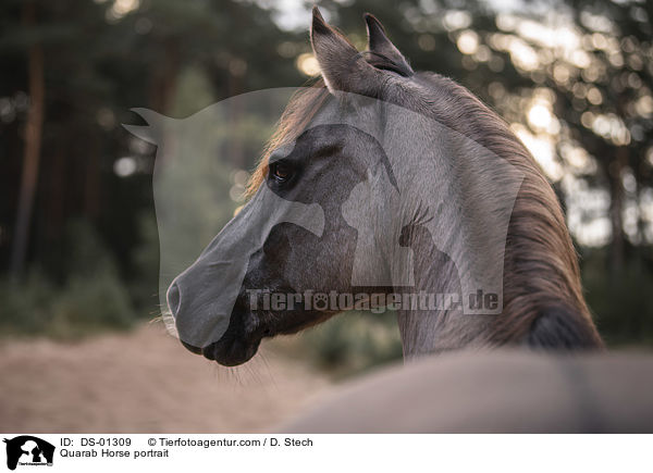 Quarab Horse Portrait / Quarab Horse portrait / DS-01309