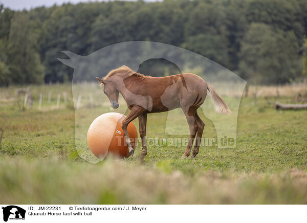Quarab Horse Fohlen mit Ball / Quarab Horse faol with ball / JM-22231
