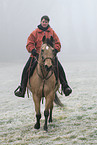 Quarab Horse