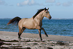 Quarab Horse stallion