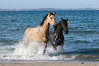 Quarab Horse stallion